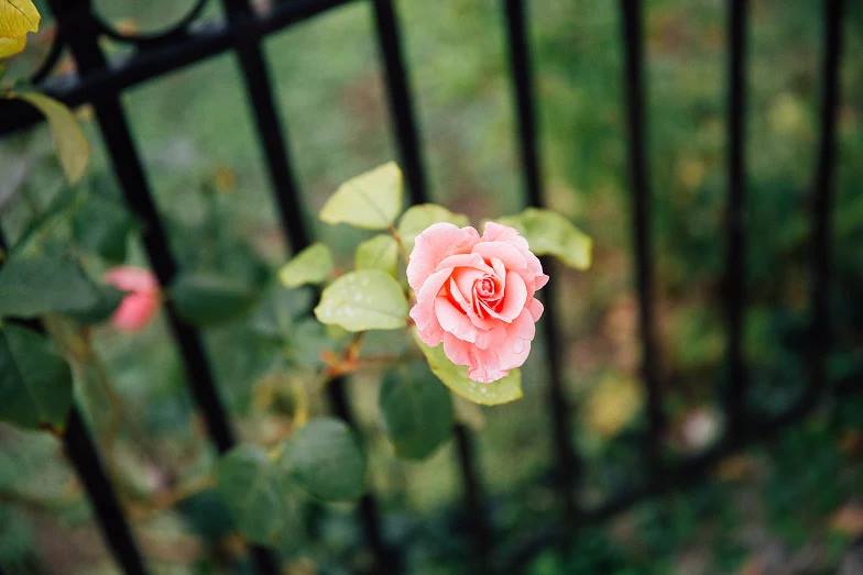 escaping rose