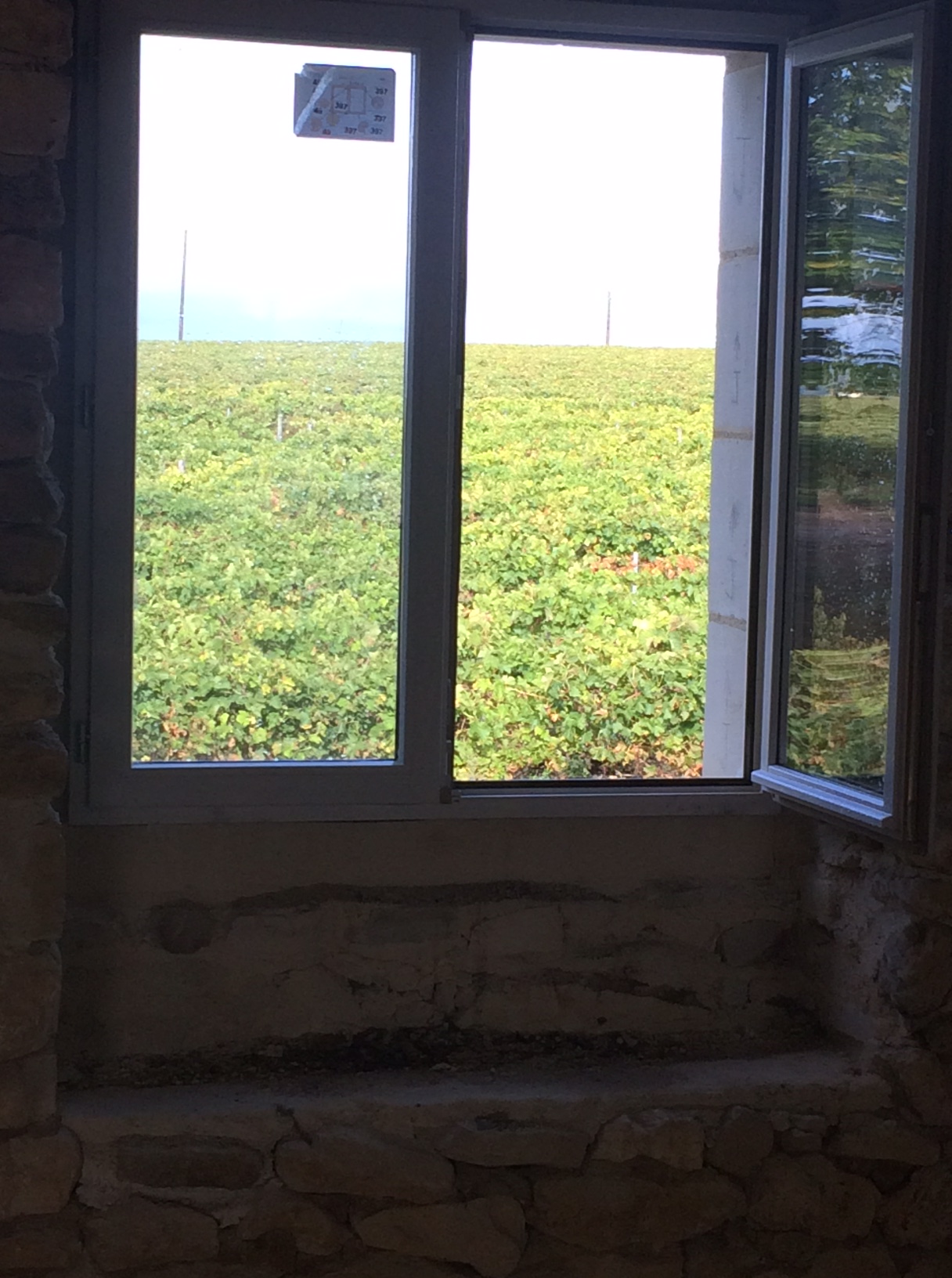 Room with a vine view.